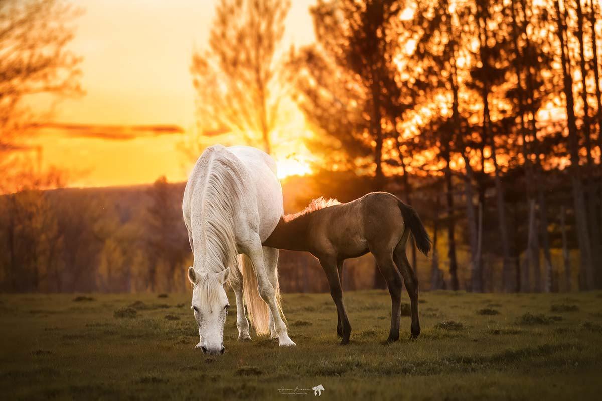 Élevage de chevaux Andalou Sherbrooke